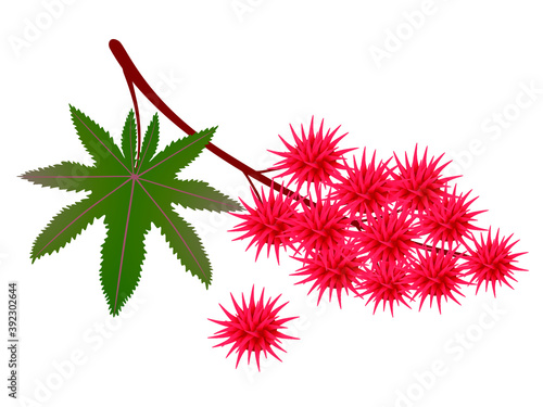 Branch red castor fruits with leaf on a white background.