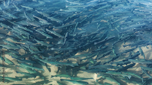 school of fish in an artificial pond, rainbow river trout in their natural habitat. the concept of organized fishing