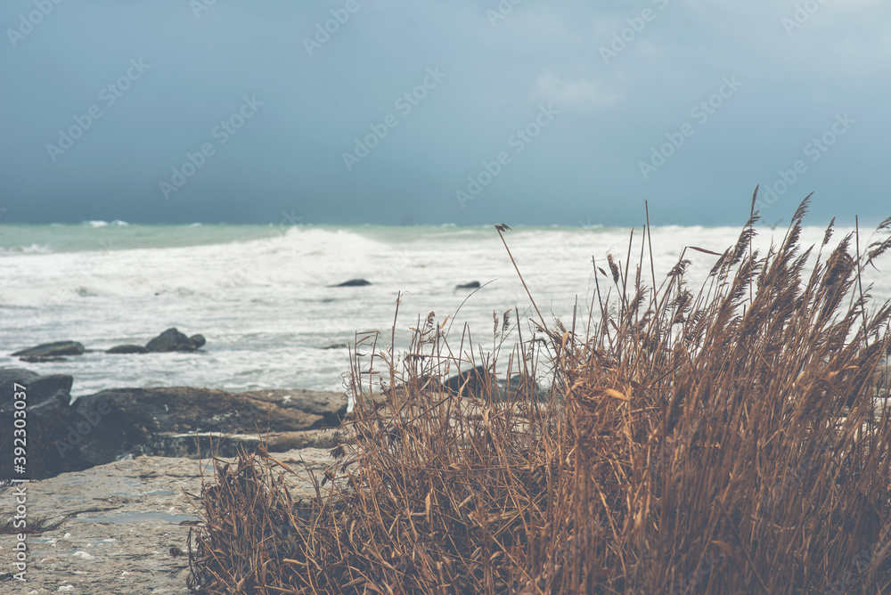 Autumn sea landscape. Dry yellow reeds on the shore. Dark and dramatic storm clouds background.