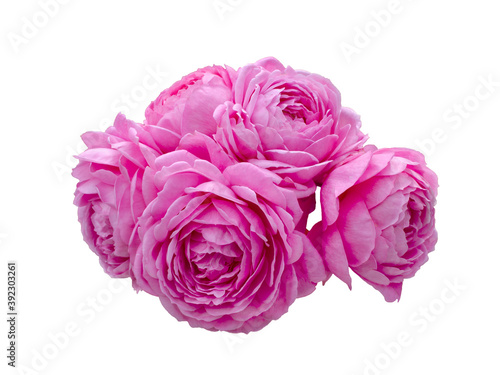 Pink rose flowers arrangement isolated on white background