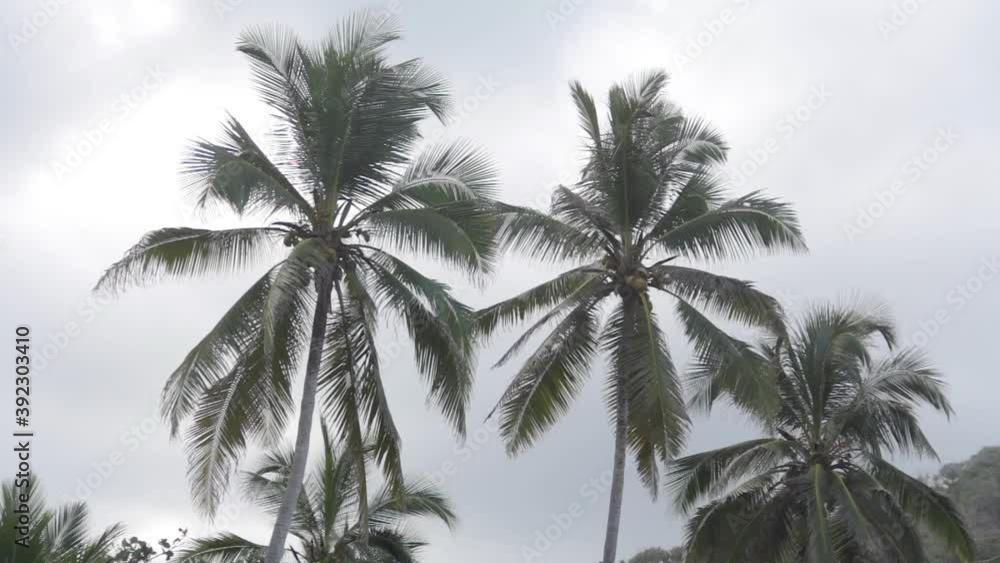 Palms Palms