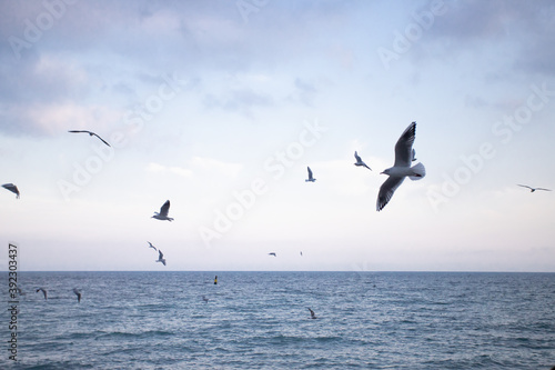 Blue background with sea and flying seagulls
