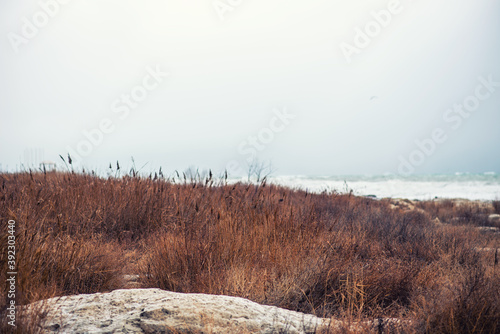 Autumn sea landscape. Dry yellow reeds on the shore. Dark and dramatic storm clouds background.