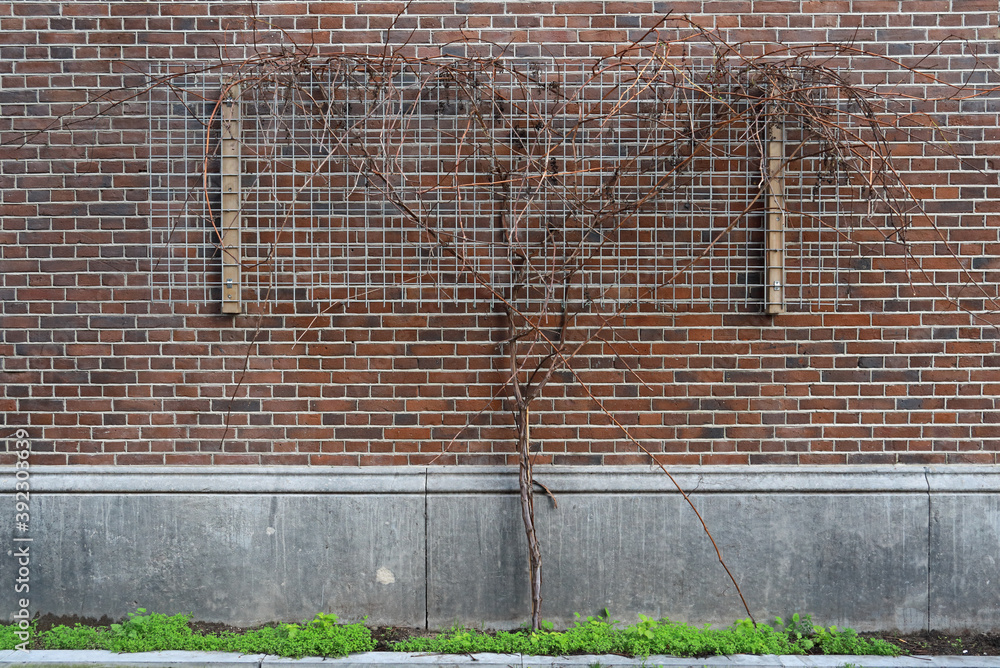 growing a tree