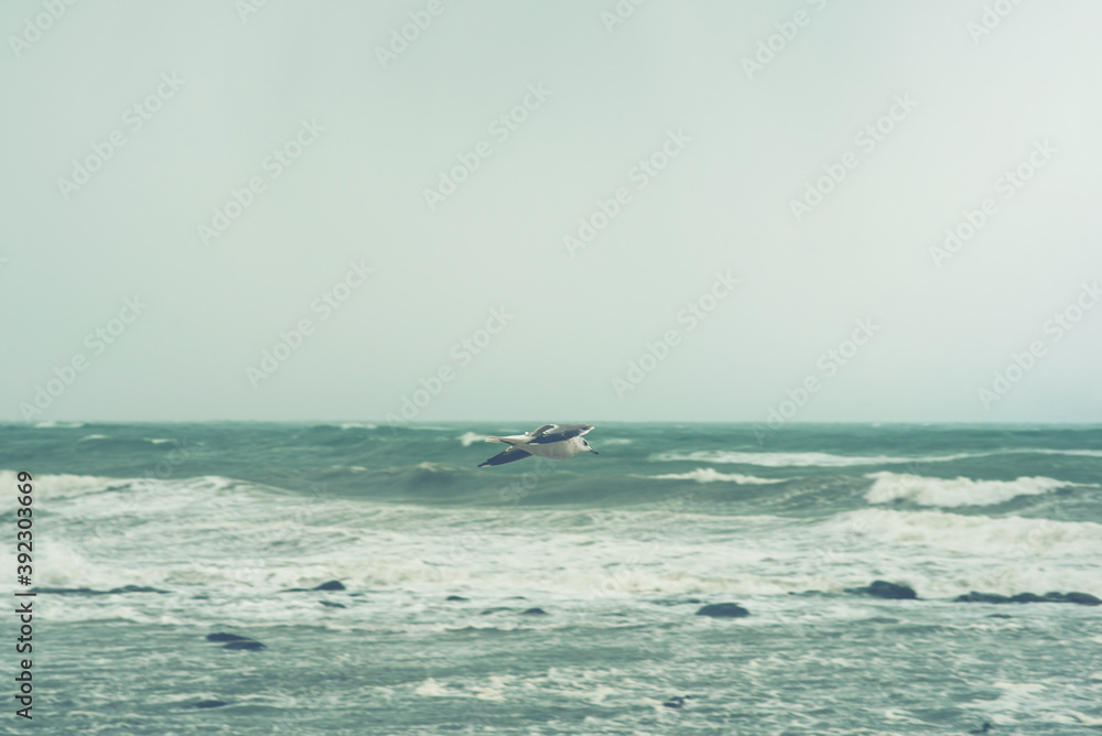 Seagulls over the autumn stormy sea. Rough sea with waves during autumn stormy weather. Black heavy clouds in the sky. Seagulls over the autumn stormy sea. Rough sea with waves during autumn stormy weather. Black heavy clouds in the sky.