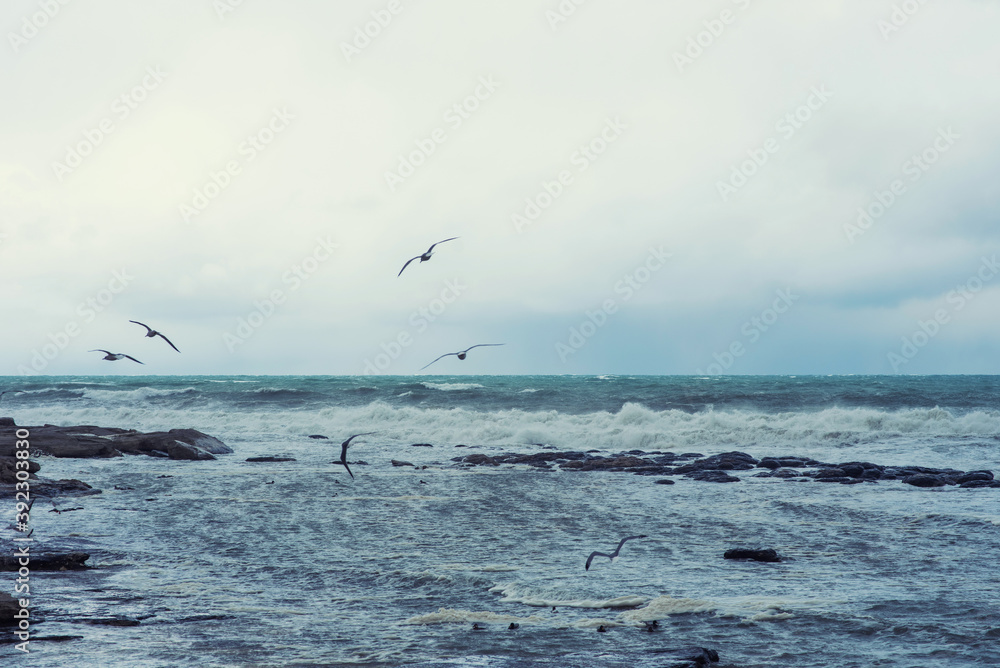Autumn sea landscape. Seagulls over the autumn stormy sea. Rough sea with waves during autumn stormy weather. Black heavy clouds in the sky.