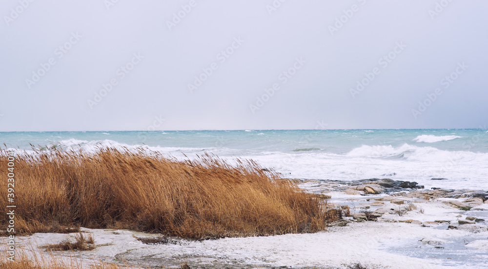 Autumn sea landscape. Dry yellow reeds on the shore. Dark and dramatic storm clouds background. Autumn sea landscape. Dry yellow reeds on the shore. Dark and dramatic storm clouds background.