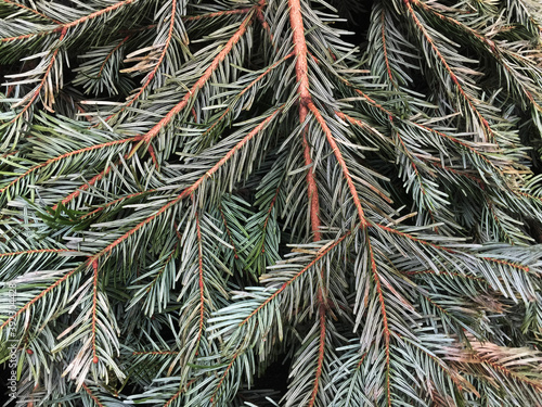needles of pine tree