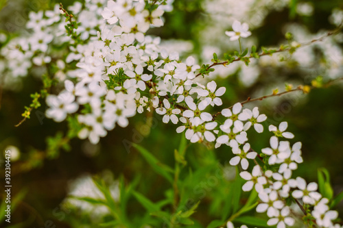 Flowers in the garden. Beautiful white flowers. Blooming white flowers of spirea. Close-up of garden bush flowers- spiraea flower. Spiraea flower background. Macro shot. photo