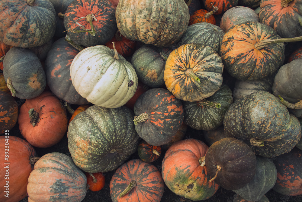 Different shape grey and orange pumpkins. Autumn vegetables texture. Top view from above. Harvest on the farm