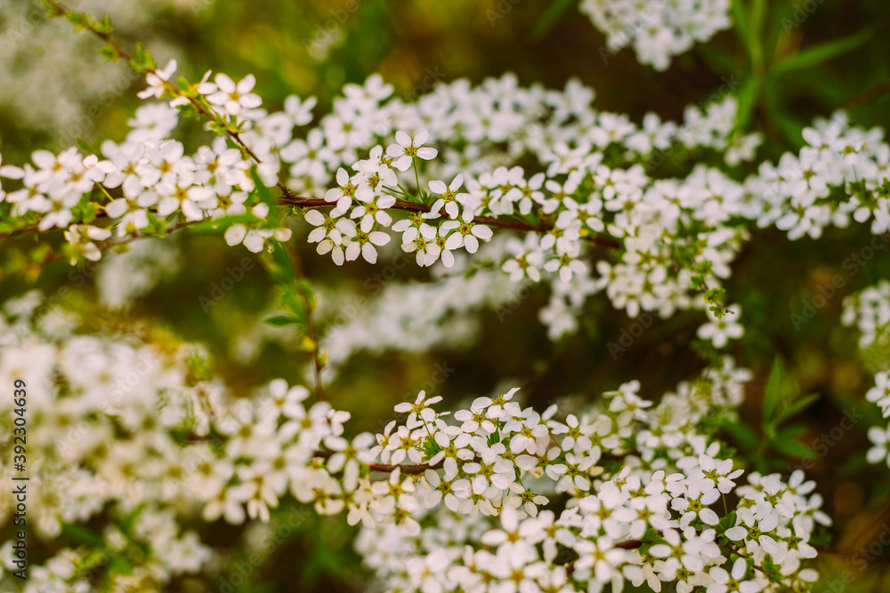 Flowers in the garden. Beautiful white flowers. Blooming white flowers of spirea. Close-up of garden bush flowers- spiraea flower. Spiraea flower background. Macro shot. Flowers in the garden. Beautiful white flowers. Blooming white flowers of spirea. Close-up of garden bush flowers- spiraea flower. Spiraea flower background. Macro shot.