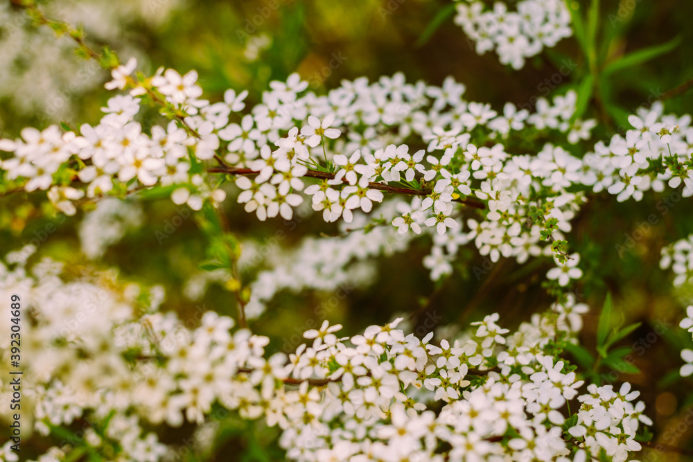 Flowers in the garden. Beautiful white flowers. Blooming white flowers of spirea. Close-up of garden bush flowers- spiraea flower. Spiraea flower background. Macro shot. Flowers in the garden. Beautiful white flowers. Blooming white flowers of spirea. Close-up of garden bush flowers- spiraea flower. Spiraea flower background. Macro shot.