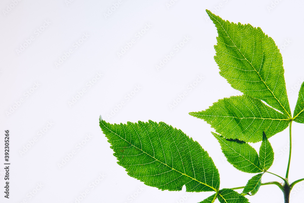 Leaf chestnut on white background. Green leaves isolated on white. Horse chestnut branch. Top view. Leaf chestnut on white background. Green leaves isolated on white. Horse chestnut branch. Top view.