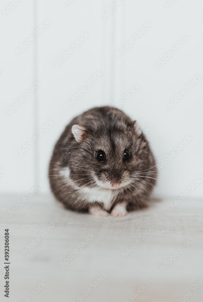 Hamster Hamster