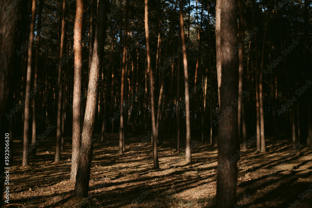 Scenic landscape of pine forest in twilight Scenic landscape of pine forest in twilight