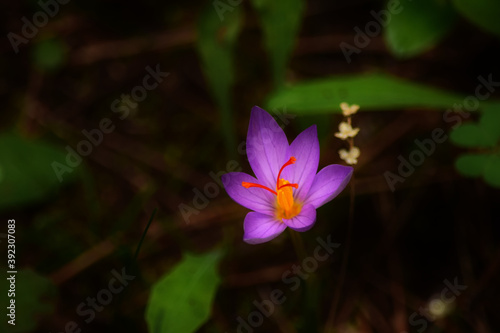 Closeup shot of a purple crocus flower in full bloom in malta photo