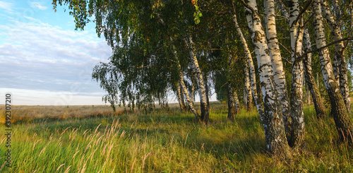 Wallpaper Mural Summer rural landscape with golden wheat field and birch trees during sunset Torontodigital.ca
