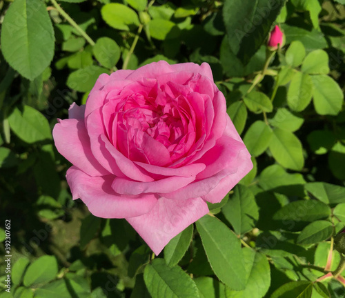 Pink rose with green background