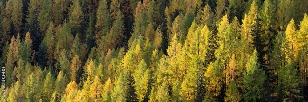 Alpine forest in autumn Alpine forest in autumn