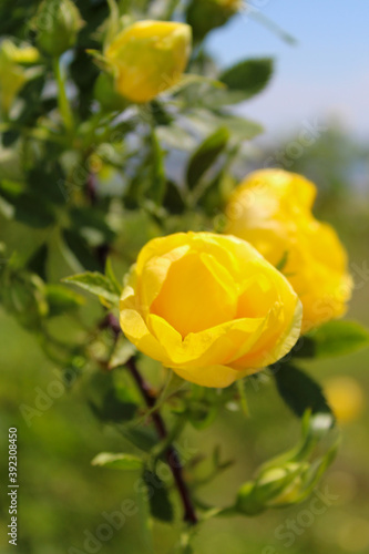 Yellow climbing rose flowers in the garden