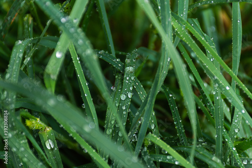 Close up of water drops on overgrown green grass