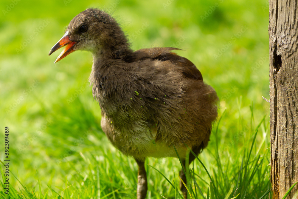 black crowned crane