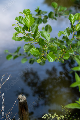 Schwarzerle / alnus glutinosa photo