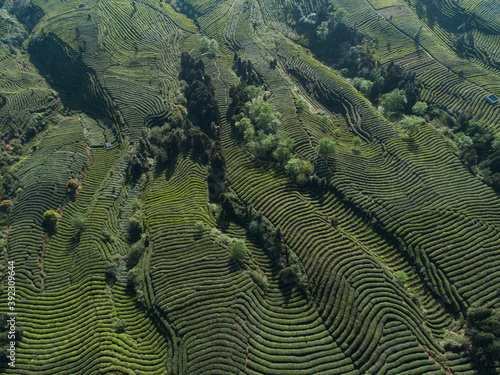 aerial view of the tea farm in spring day photo