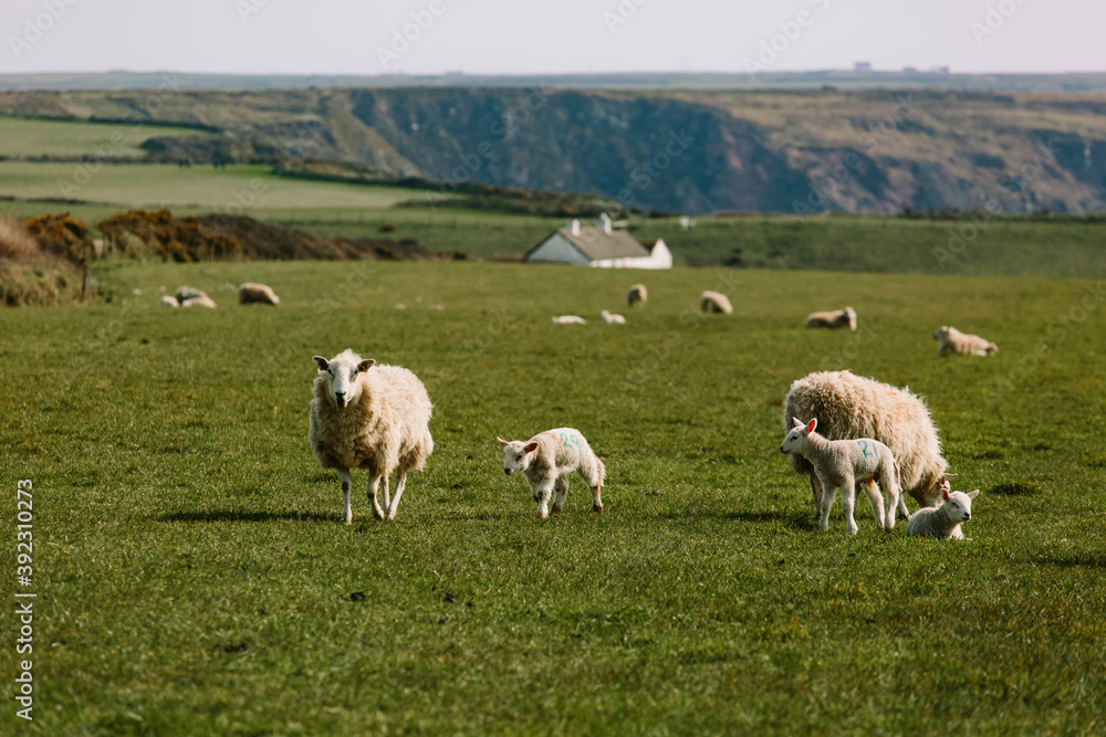 Ewes and their newborn lambs grazing on the west coast of Wales. Ewes and their newborn lambs grazing on the west coast of Wales.