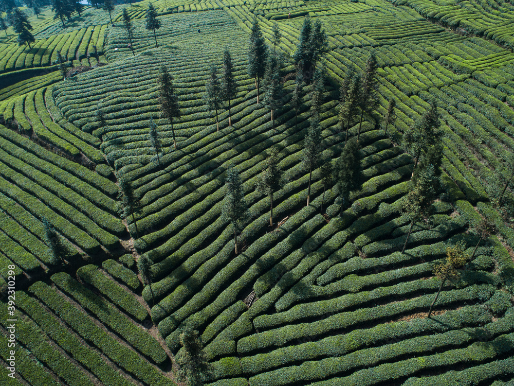 aerial view of the tea farm in spring day aerial view of the tea farm in spring day