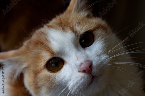 cat portrait close up