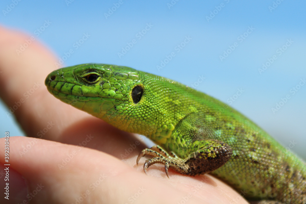 green lizard sitting on hand green lizard sitting on hand