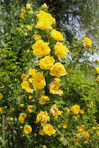 Yellow climbing rose flowers in the garden