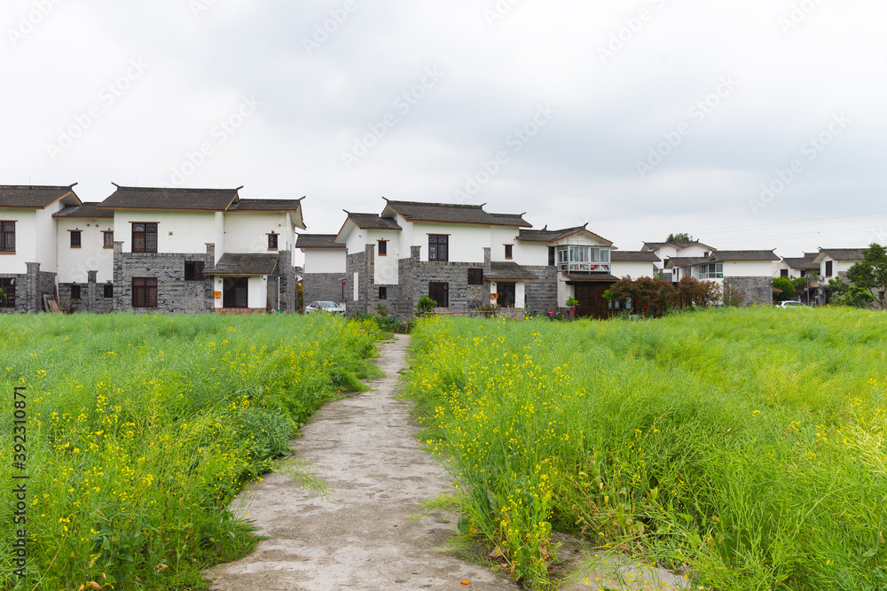 beautiful Chinese village in the spring field beautiful Chinese village in the spring field