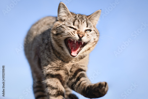 Tabby cat open mouth yawns in outdoors