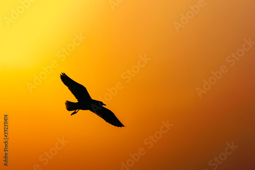 shadow of a bird seagull flying on sunset background © Anek