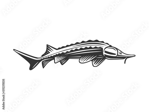 Fish illustration. Fresh seafood sturgeon template design.