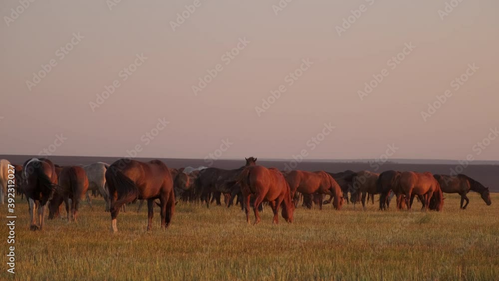 Scenic rural landscape with grazing horses Scenic rural landscape with grazing horses