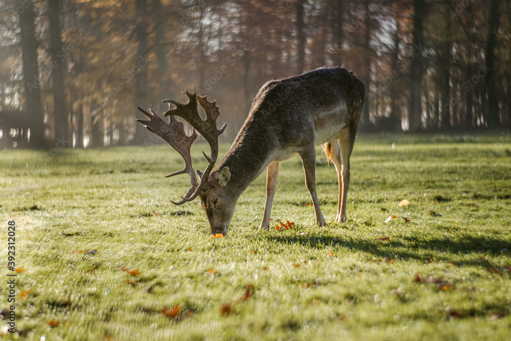Red deer grazing in autumn park Red deer grazing in autumn park