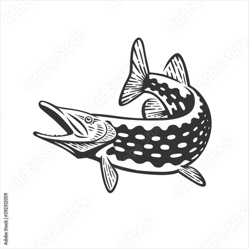 Pike illustration. Fresh seafood template design.