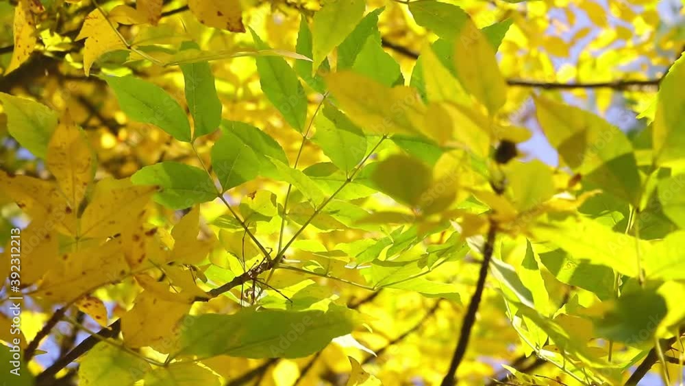 Bottom view of yellow-green leaves on trees. Fall. The wind shakes the tree branches. Bottom view of yellow-green leaves on trees. Fall. The wind shakes the tree branches.
