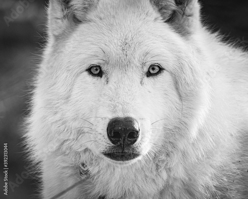 Alpha Male Gray Wolf