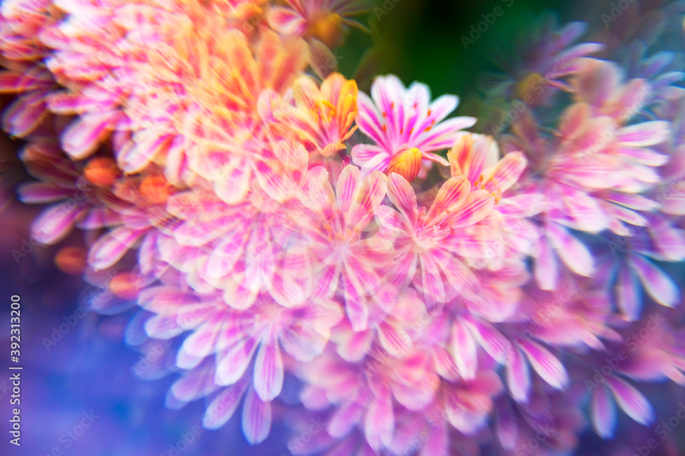 Yellow/pink Lewisia, abstract