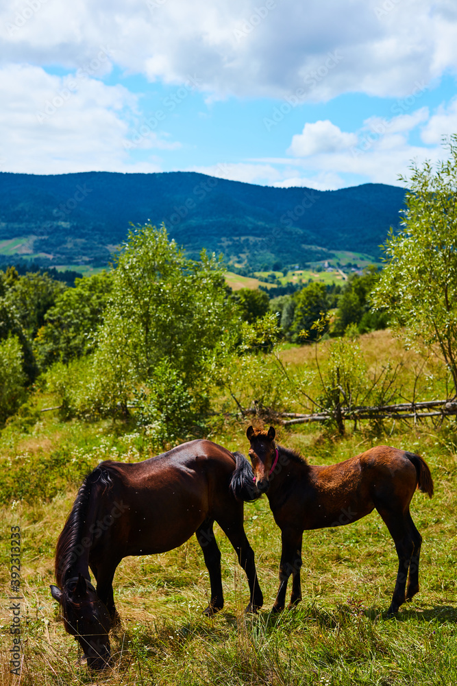 horse in the mountains