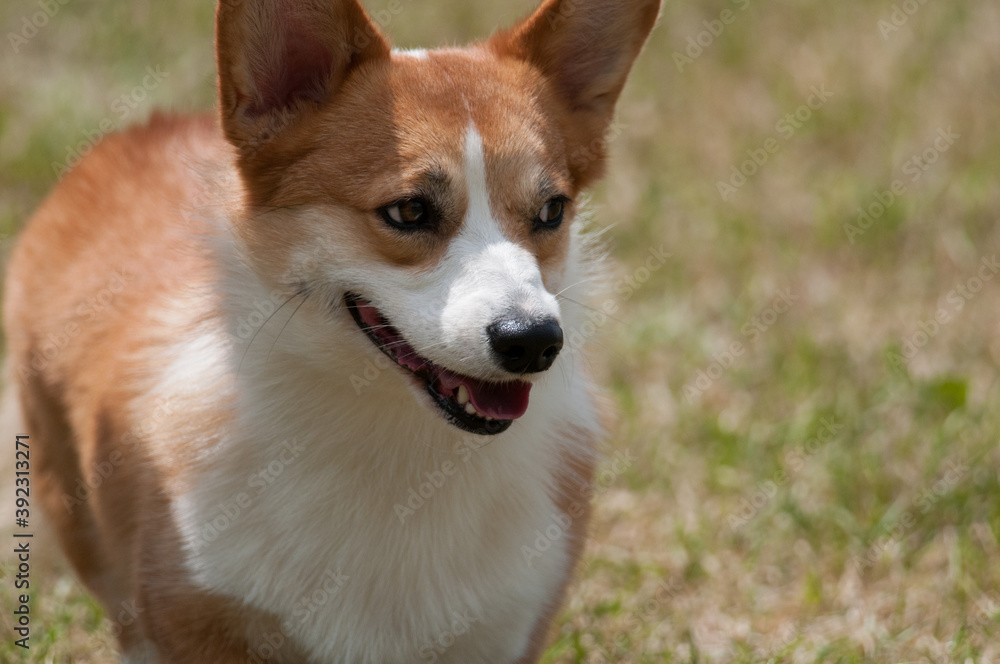 Corgi looking to the side Corgi looking to the side