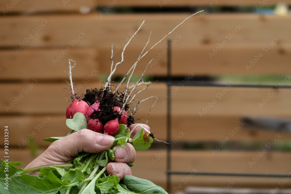 Radish Harvest Stock Photo | Adobe Stock