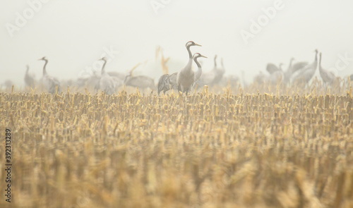 Żurawie w mglisty poranek na rżysku po kukurydzy