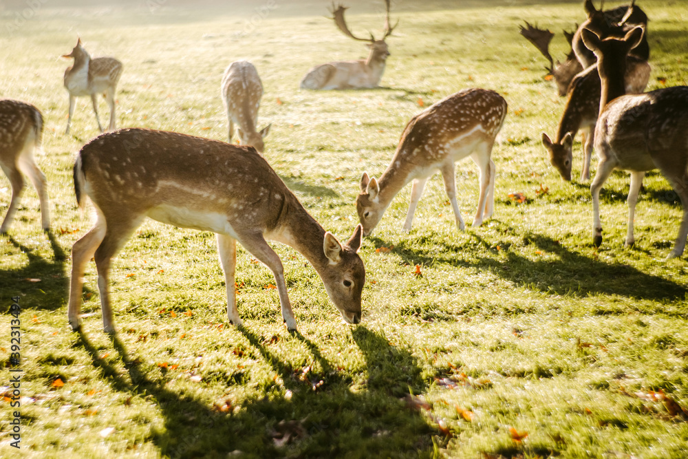 Herd of red deer grazing in park Herd of red deer grazing in park
