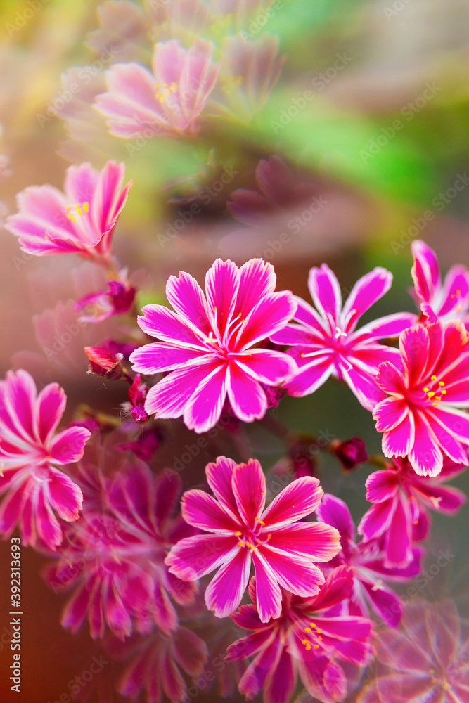 Lewisia abstract Lewisia abstract
