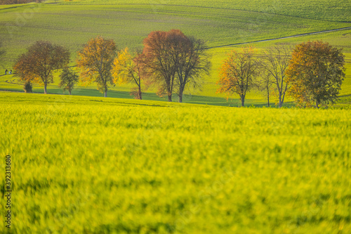 Obstb  ume im Herbst